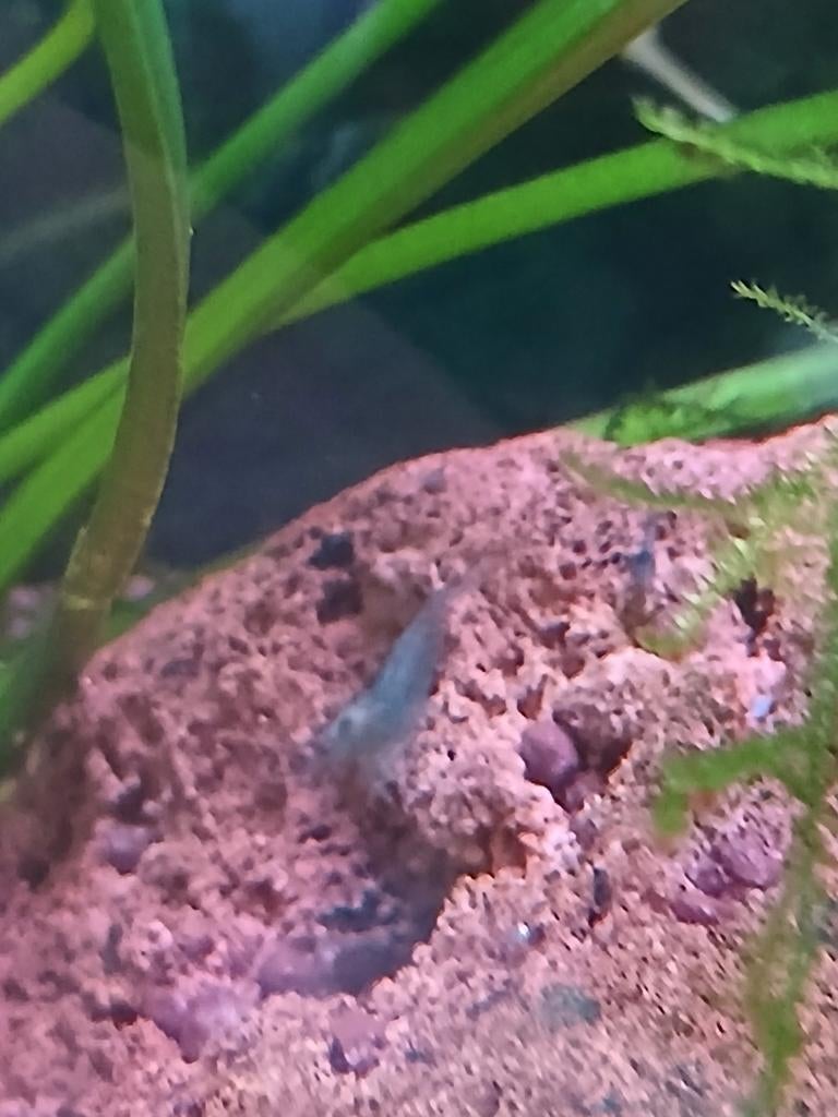 Blue dream (blauwe garnalen), Dieren en Toebehoren, Vissen | Aquariumvissen, Kreeft, Krab of Garnaal