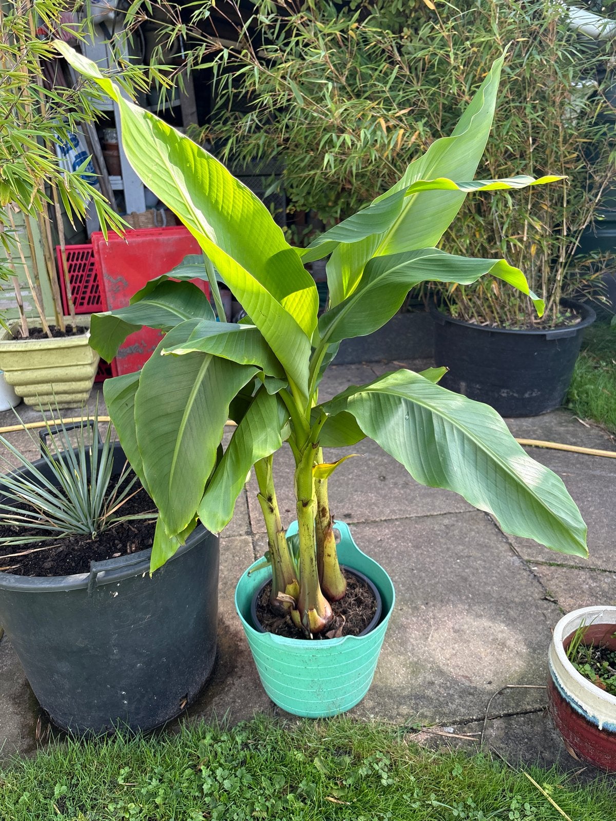 Musa basjoo - Winterharde bananenplant (3 stammen), Volle zon, Vaste plant, Bloeit niet, Ophalen