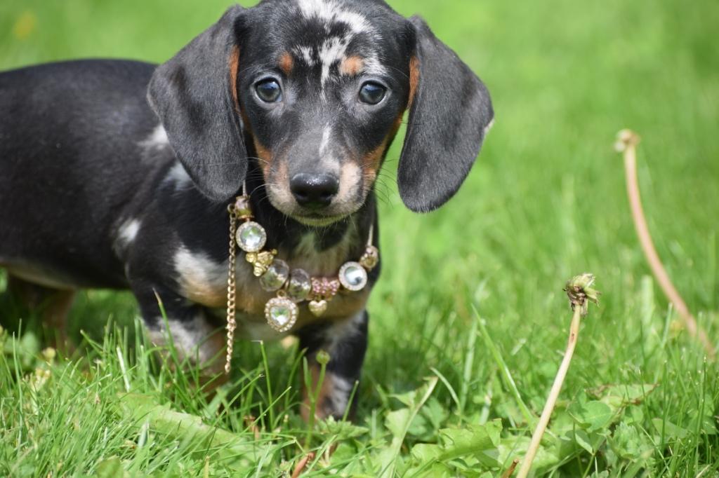 Teckel pups Dachhund pup, 15 weken tot 1 jaar, Dwerg, Parvo, Meerdere