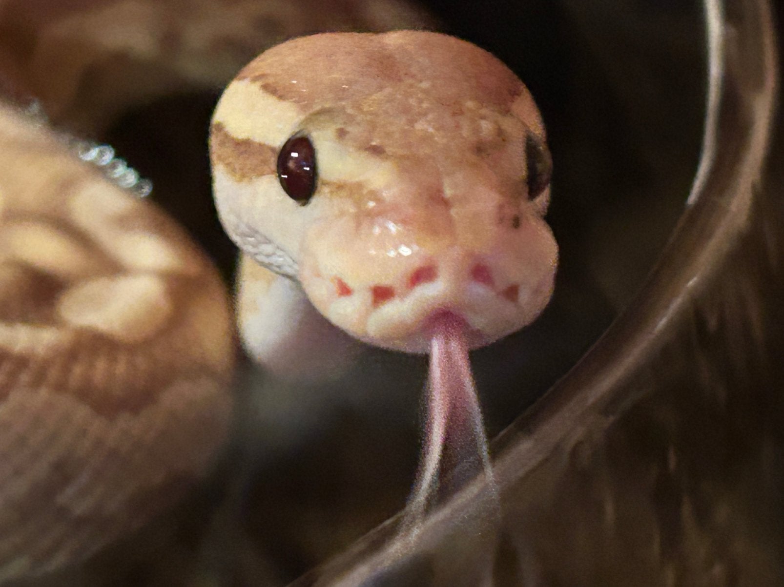 Snakes & Cookies Ball Python - unknown for sale from Belle