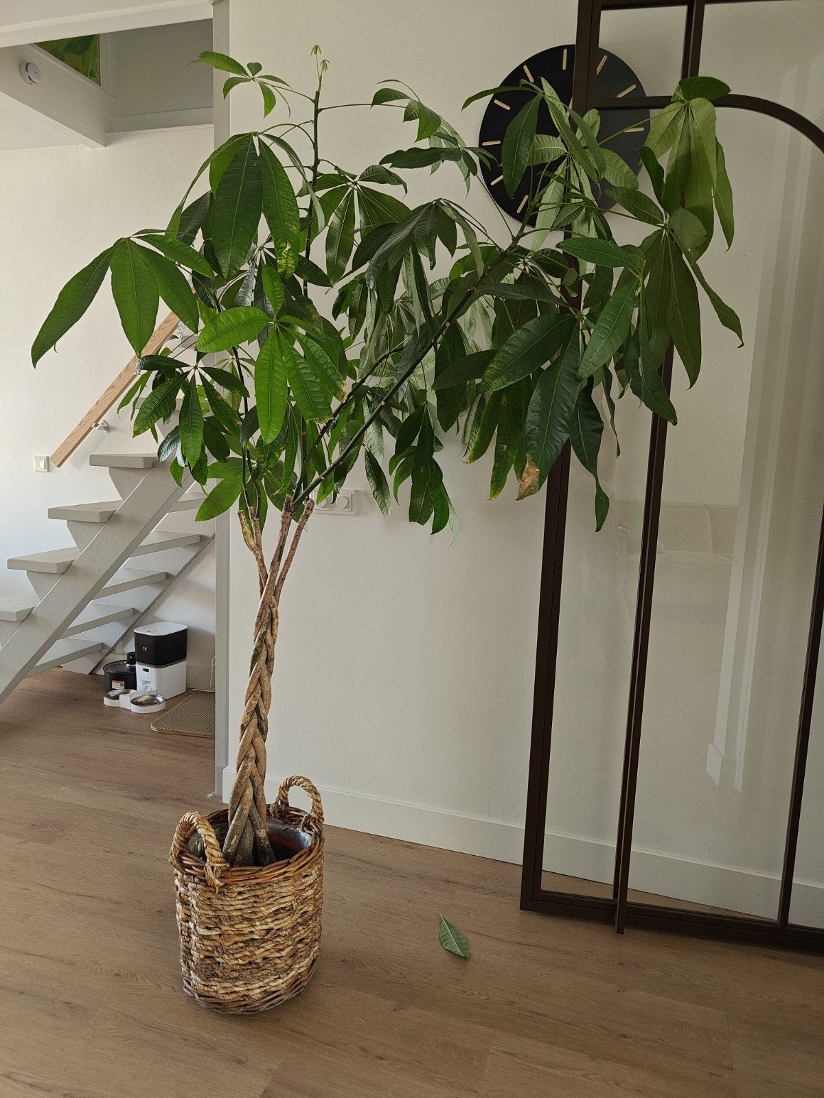 Geldboom (Pachira Aquatica) met rieten mand, Ophalen, 200 cm of meer, Halfschaduw, In pot