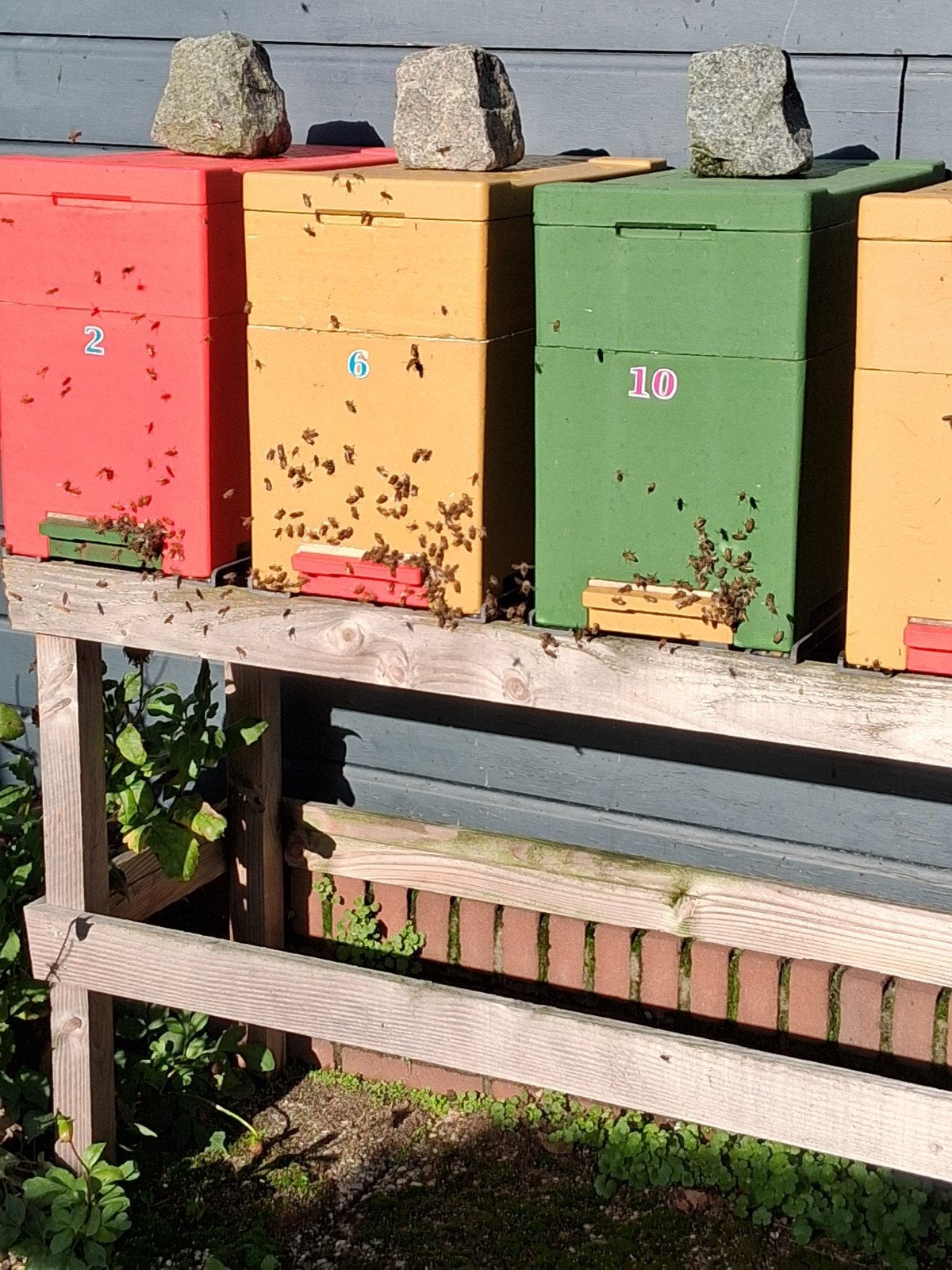 Honing bijen carnica f1, Dieren en Toebehoren, Insecten en Spinnen, Bijen