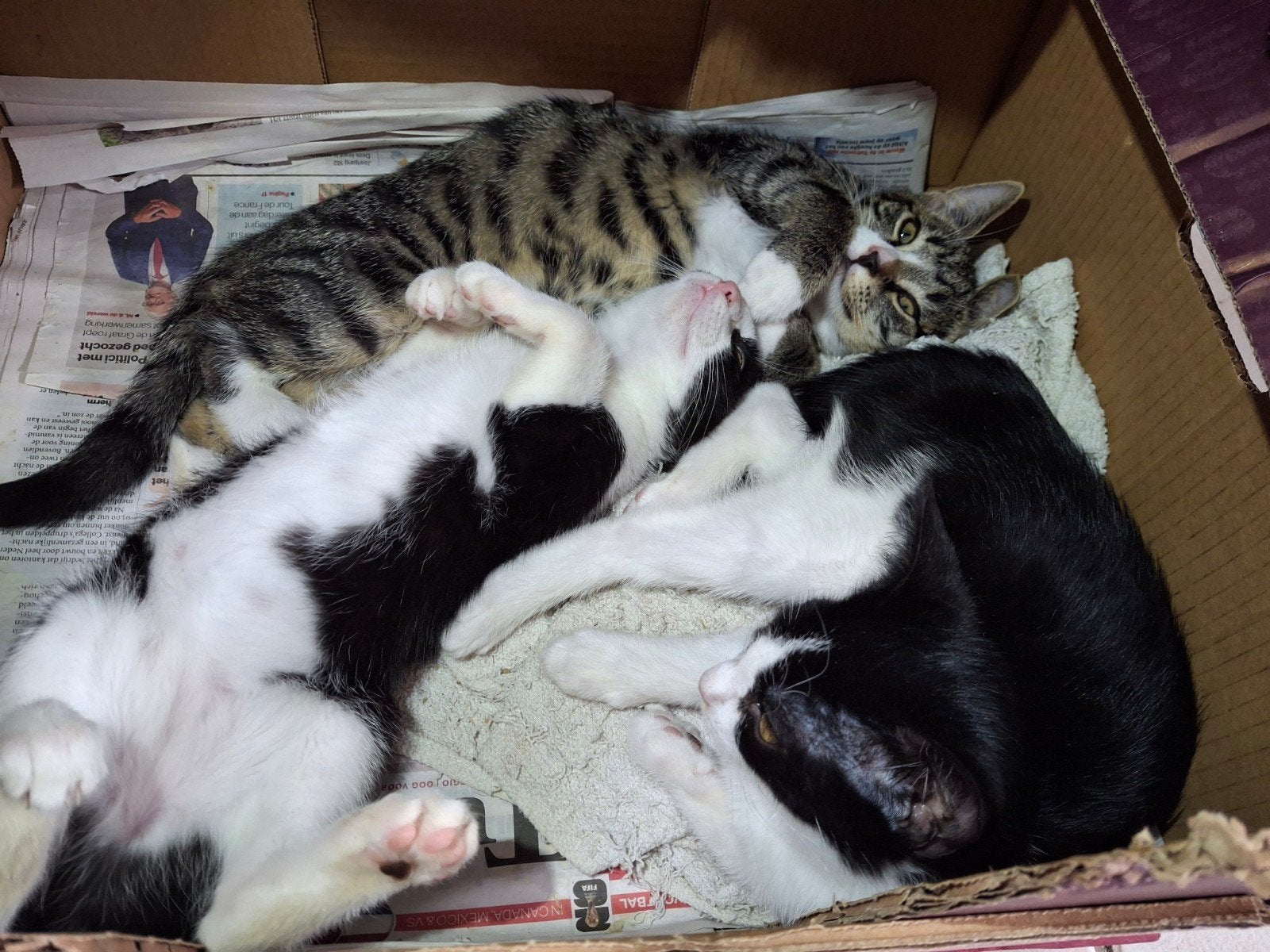 lieve aanhankelijke kittens vrouwtjes, Meerdere dieren, Kortharig, 0 tot 2 jaar