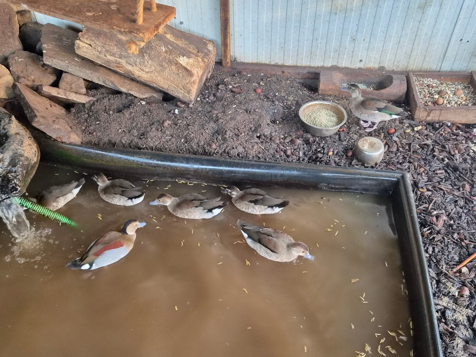 roodschouder talinger eendjes, Dieren en Toebehoren, Ophalen, Nieuw, Overige typen