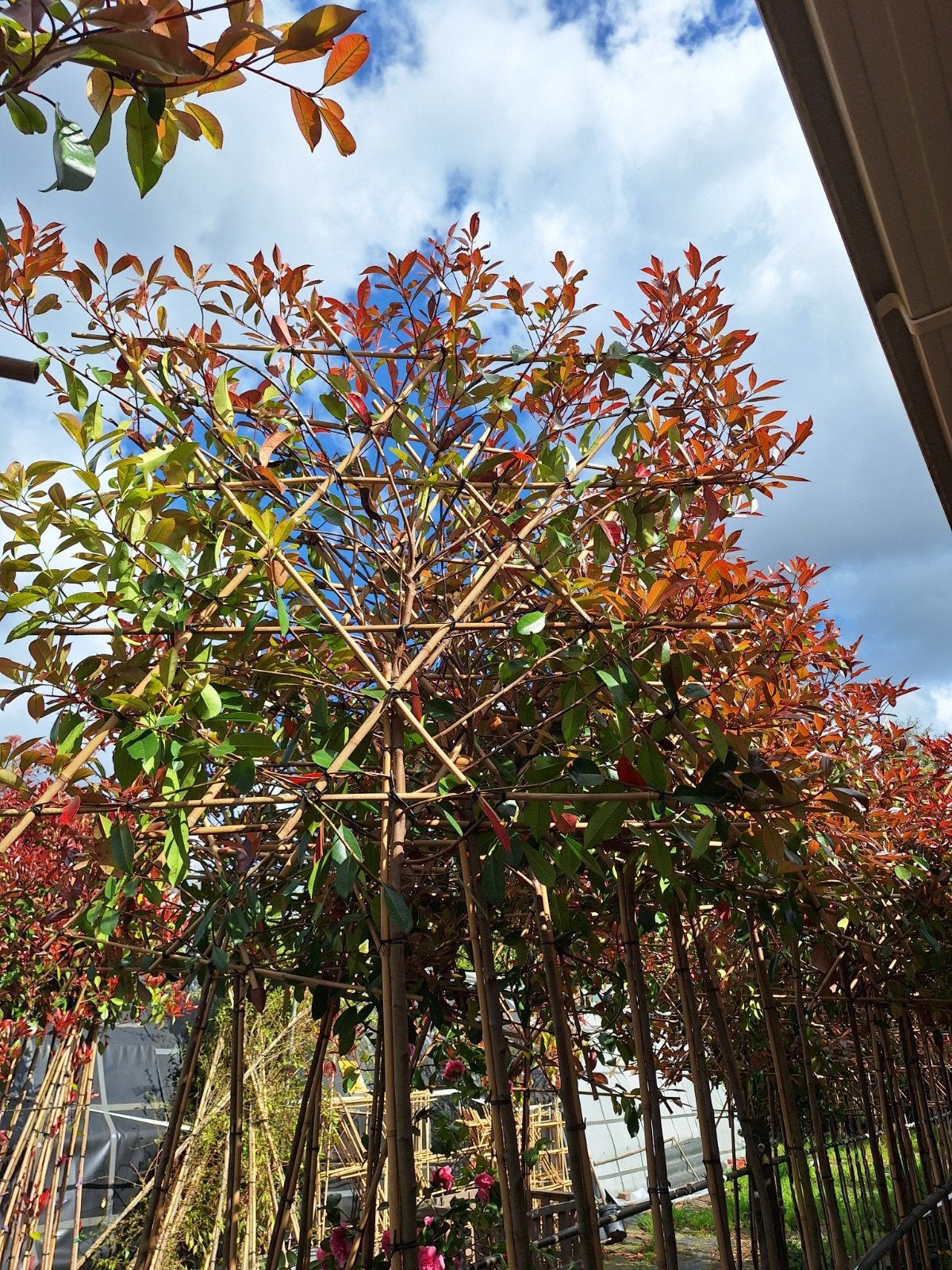 Leibomen, leiboom, Glansmispel - Photinia Red Robin, Leiboom, Halfschaduw, 250 tot 400 cm, Ophalen
