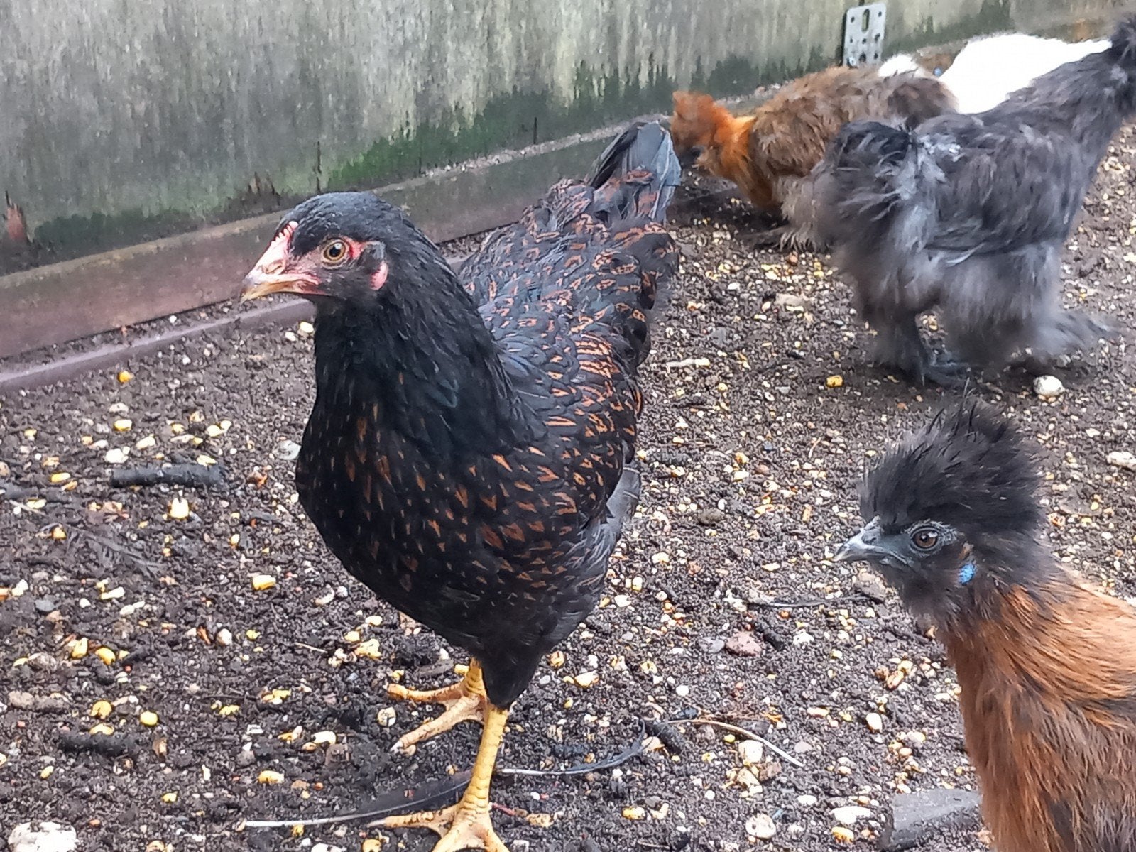 3 Barnevelder hennen groot, Vrouwelijk, Kip