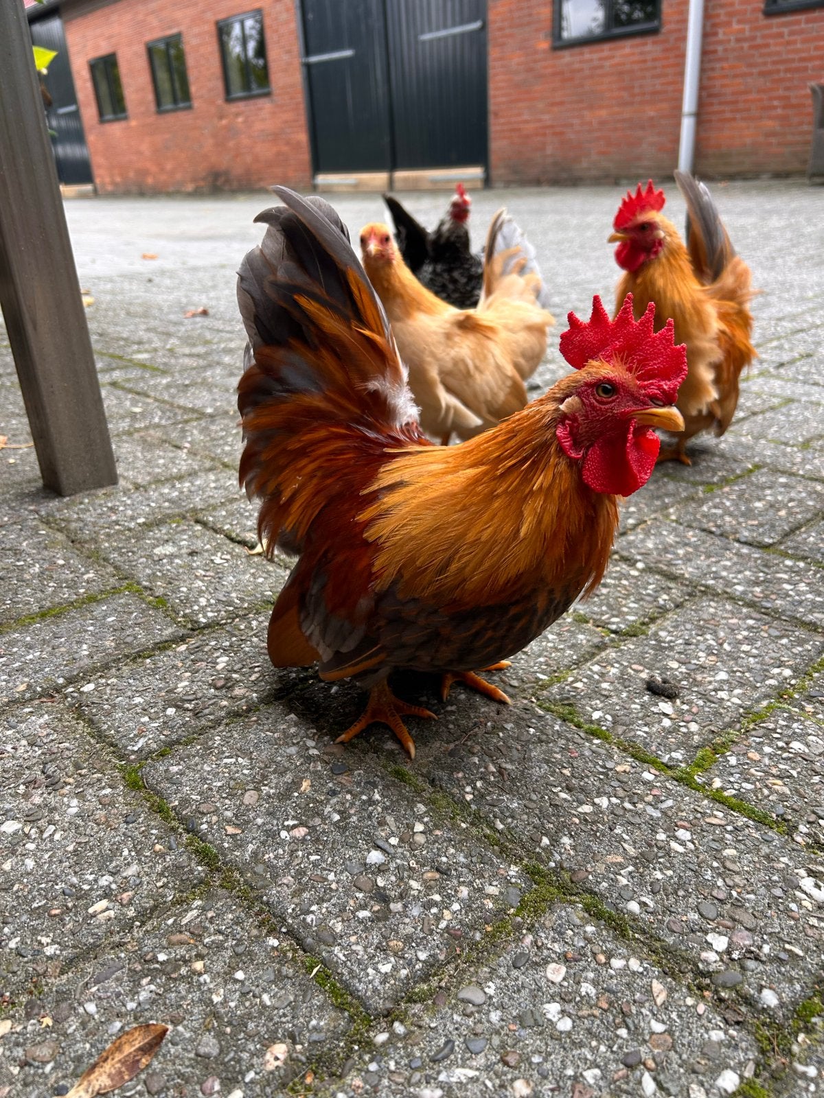 Chabo haan van april 2026, Dieren en Toebehoren, Mannelijk, Kip