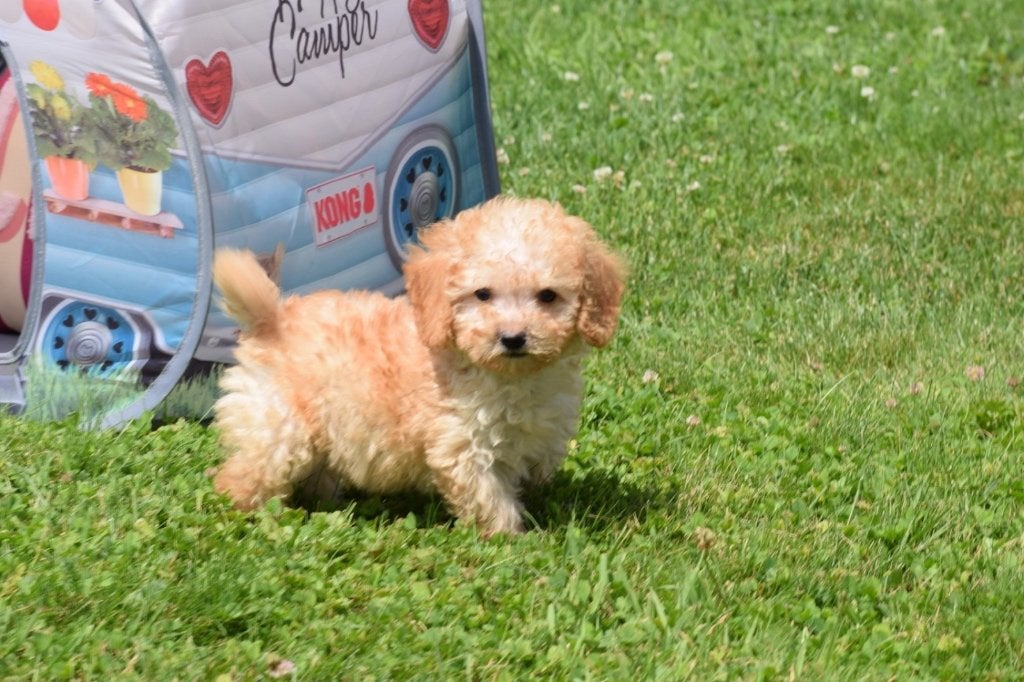 Poedel pups mooi klein blijvend, Poedel, België, 8 tot 15 weken, Meerdere