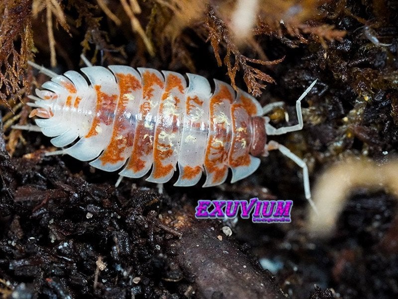 Oniscus asellus Orange Mardi Gras Prachtige Isopods, Overige soorten