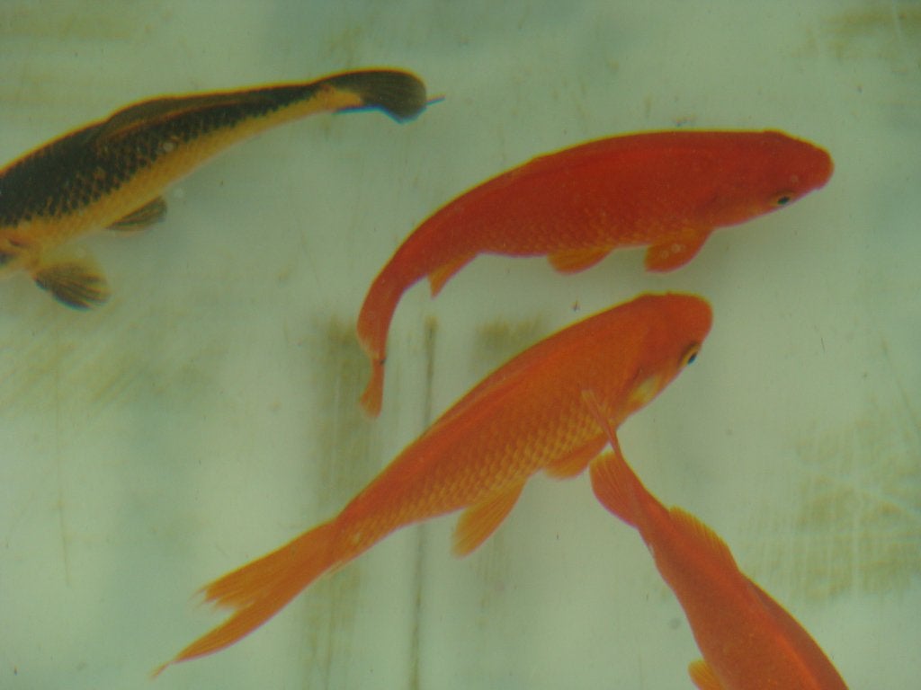 goudvissen, Dieren en Toebehoren, Goudvis(sen)