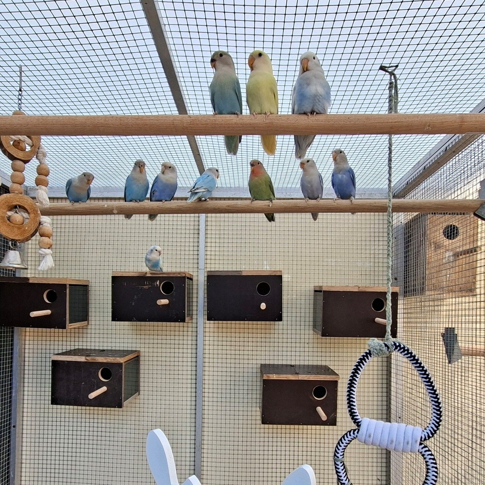 agapornis, Dieren en Toebehoren, Geslacht onbekend, Tam