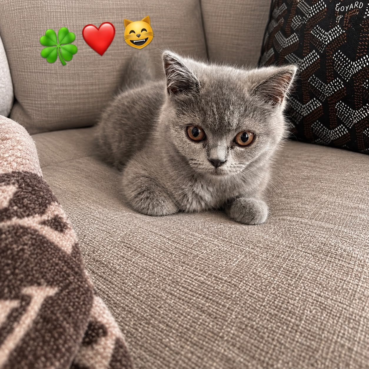 Britse kort haar kitten, Dieren en Toebehoren, Poes, Met stamboom, 0 tot 2 jaar
