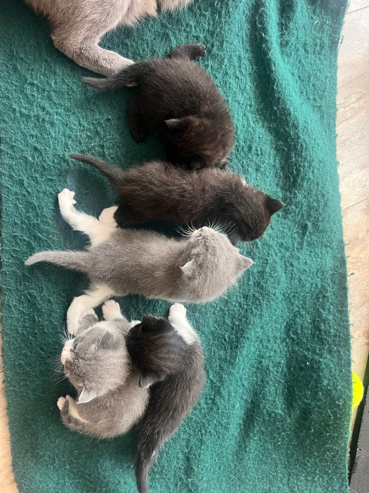 €450 Te Koop half BRITSE KORTHAAR, Meerdere dieren