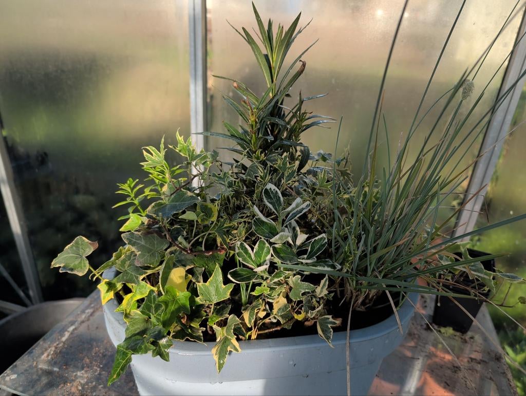 Balkonbak met diverse planten en bollen voor volgend jaar, Vaste plant, Ophalen of Verzenden, Bloeit niet, Halfschaduw