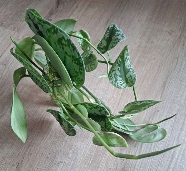 Scindapsus pictus Trebie big leaf 10 stekken, Huis en Inrichting, Ophalen, Overige soorten, Halfschaduw, Minder dan 100 cm