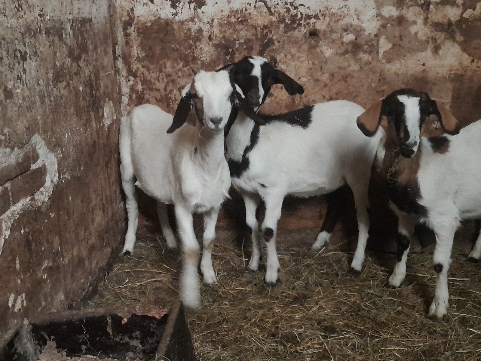 3 mooie jonge hangoor geitjes, Vrouwelijk, Geit, 0 tot 2 jaar