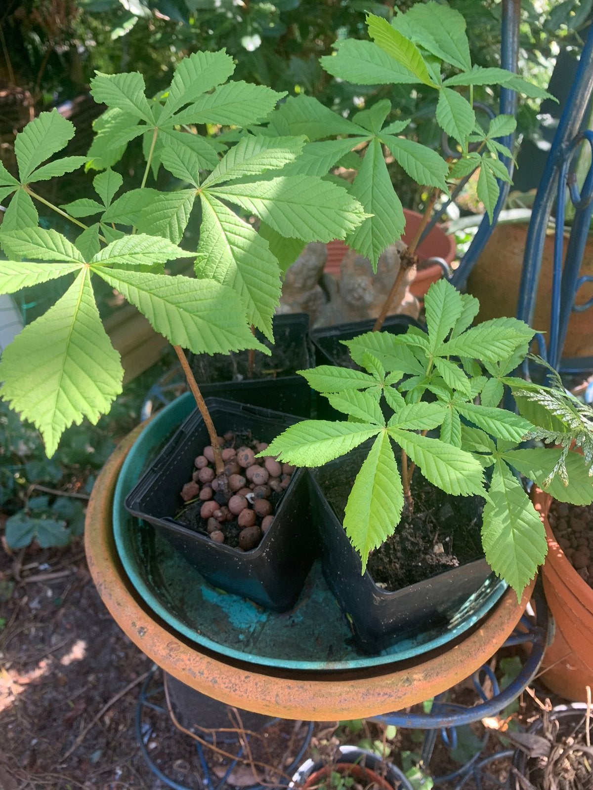 Jonge Paardenkastanje planten - Aesculus hippocastanum, Volle zon, Bloeit niet, Minder dan 100 cm, Overige soorten