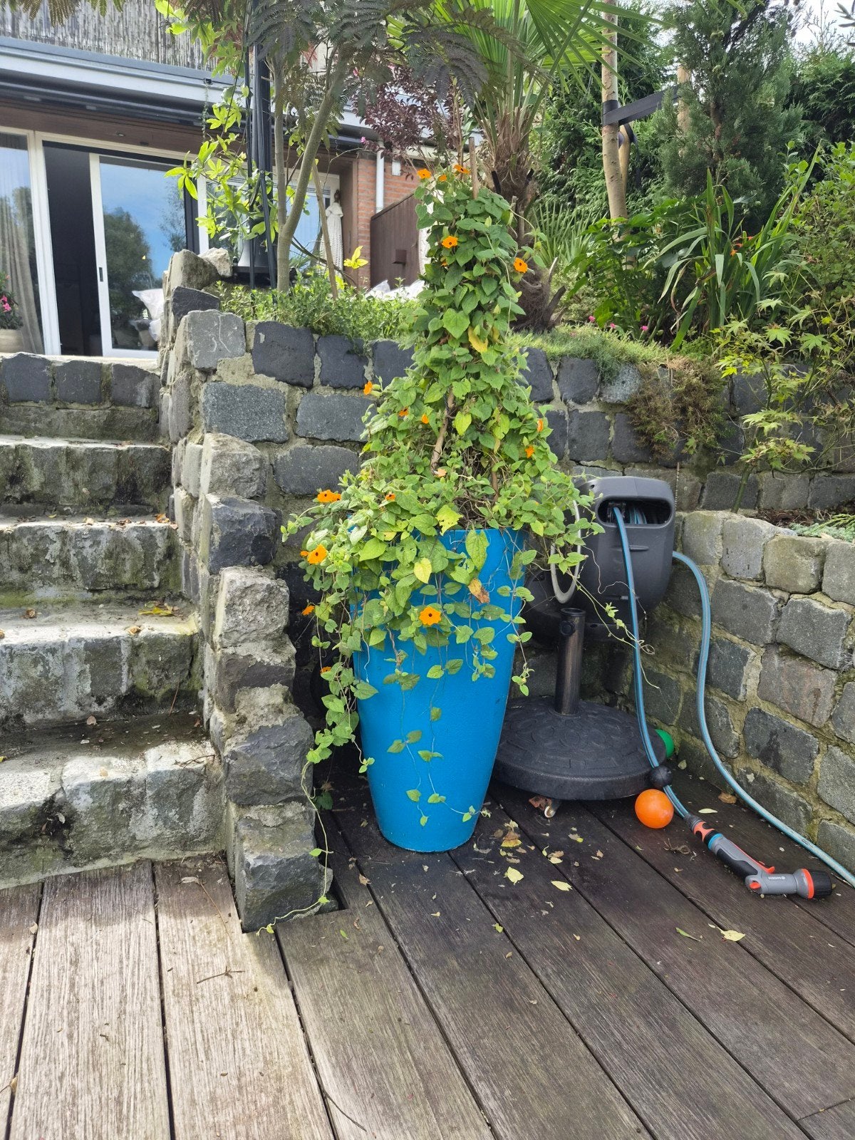 Gratis. Blauwe bloempot met klimplant, Ophalen, Kunststof, Gebruikt, Rond