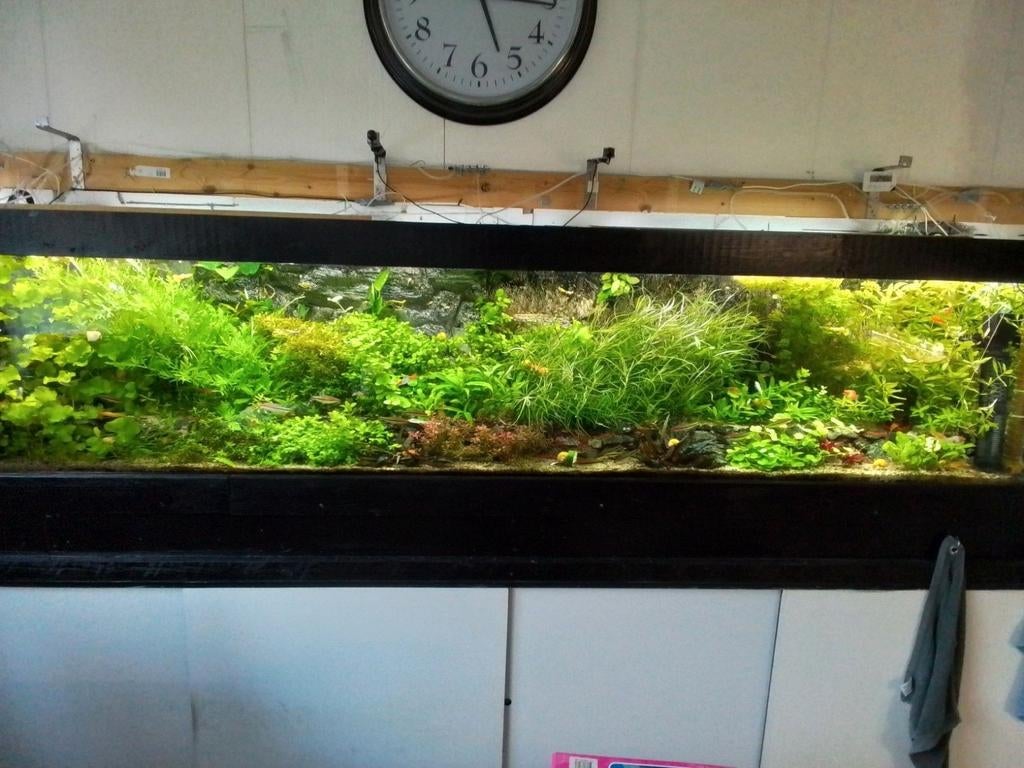 waterplanten mix, Ophalen, Plant(en), Steen of Hout