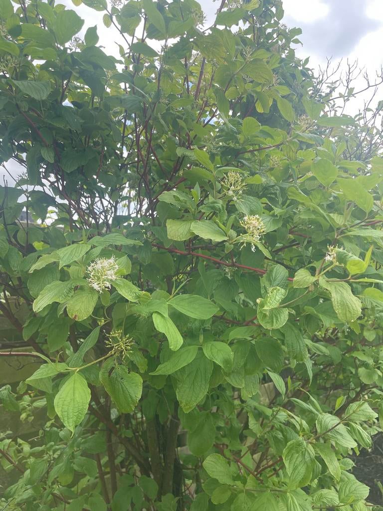 Rode Kornoelje (Cornus Sanguinea), Vaste plant, Halfschaduw, Lente, Ophalen