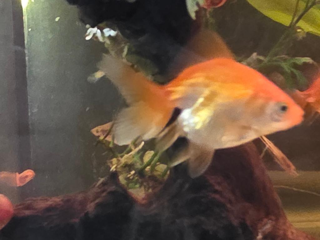 3 jonge goudvissen, samen 5 euro, Vis
