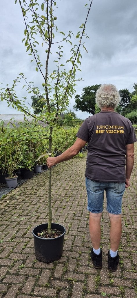 TE KOOP Malus sylvestris - Wilde Appel, Tuin en Terras, Planten | Bomen, Overige soorten, Lente, 100 tot 250 cm, Ophalen