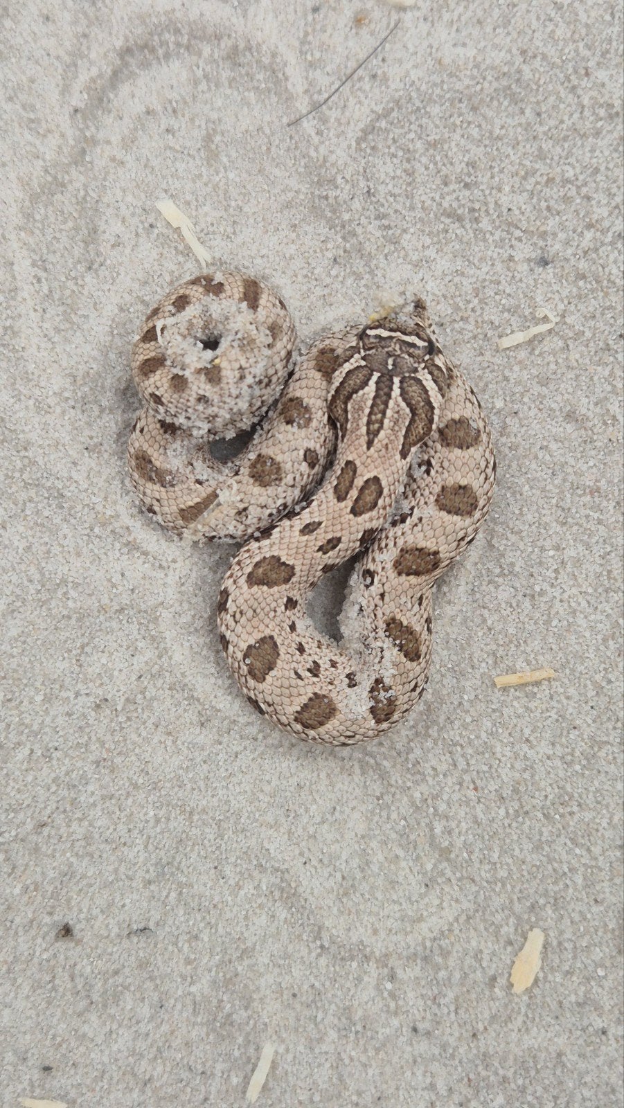 Haakneusslang het maitai Hognose Snake photo 2