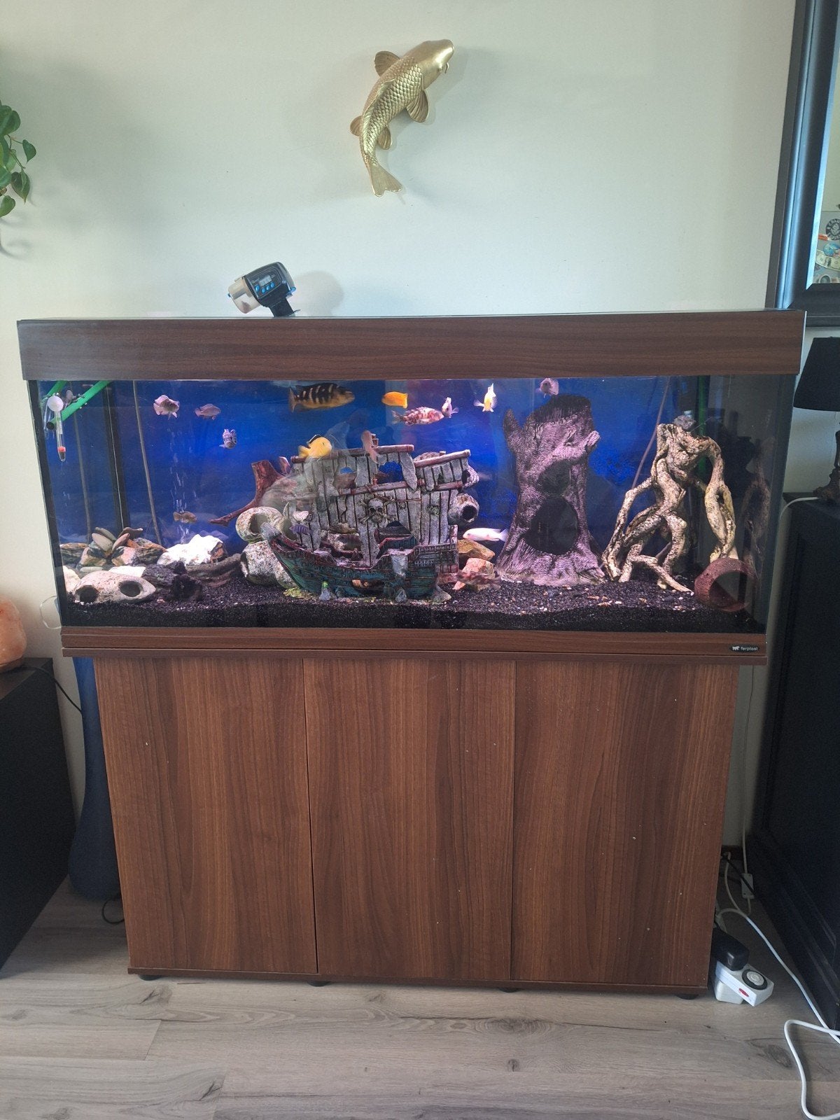 Compleet malawi aquarium 120 cm, Ophalen, Zo goed als nieuw, Gevuld zoetwateraquarium