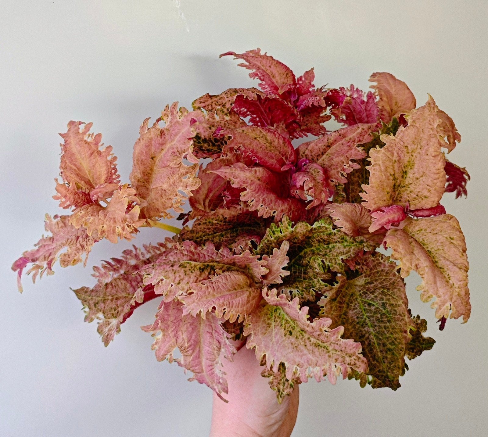 Zeldzame Coleus Siernetel stekjes nr2, Ophalen, Halfschaduw, Minder dan 100 cm