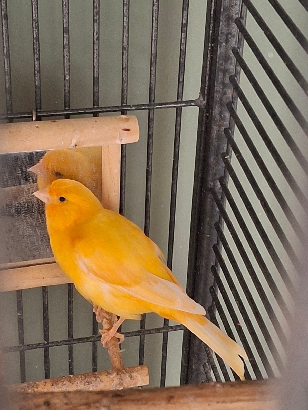 Prachtige tamme kanarie te koop, Dieren en Toebehoren, Mannelijk, Zangkanarie