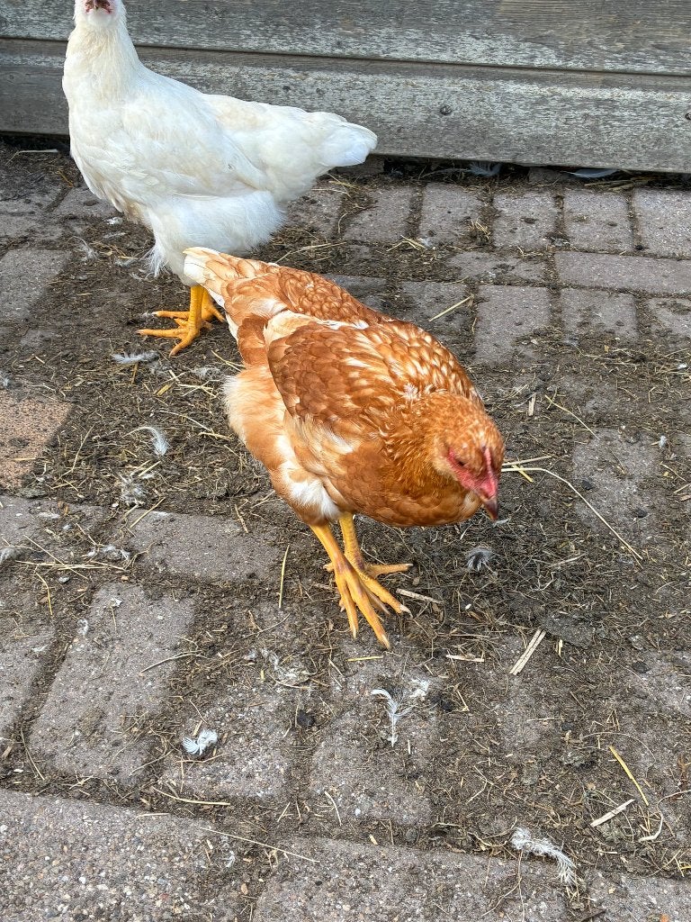 Te koop 3 jonge bruine legkippen, Dieren en Toebehoren, Pluimvee, Vrouwelijk, Kip