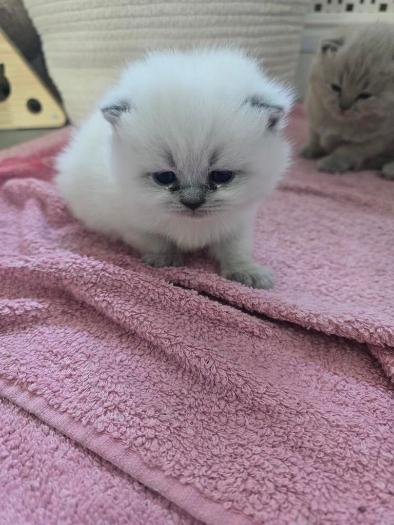 Britse korthaar kittens, Meerdere dieren, Ontwormd