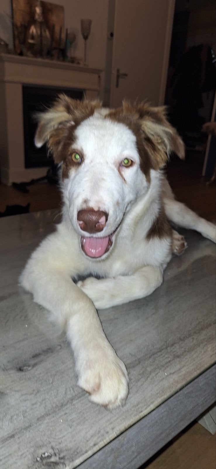 Te koop border collie, 15 weken tot 1 jaar, Reu, Eén hond, Middel
