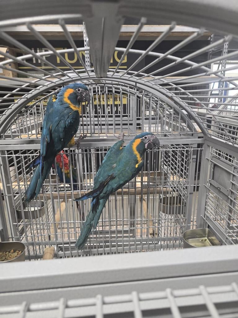 Onverwant koppel Blauwkeel Ara's 2025 met DNA en getest op a, Dieren en Toebehoren, Vogels | Parkieten en Papegaaien, Meerdere dieren