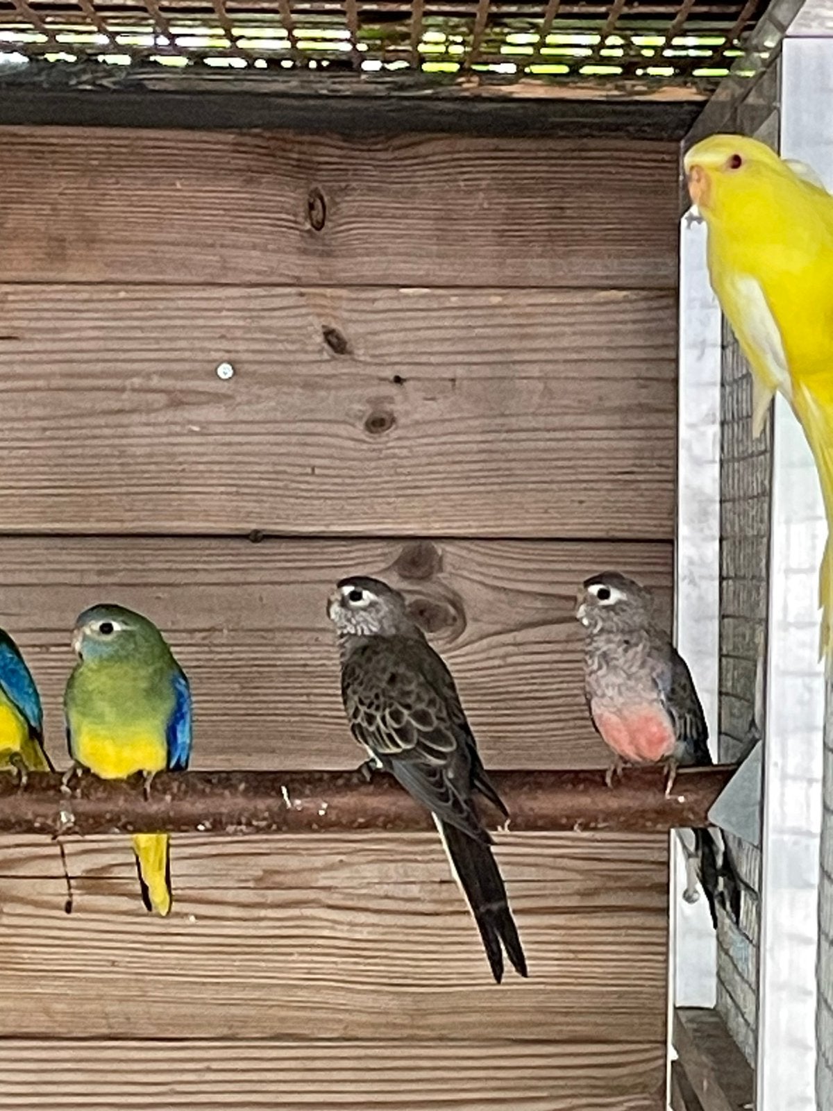 Lutino eleganten., Meerdere dieren, Parkiet