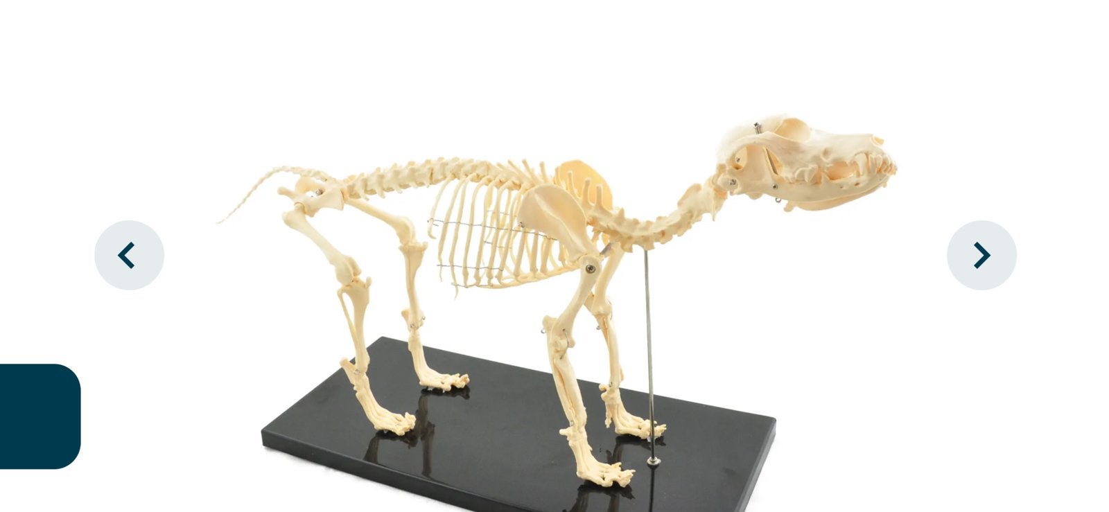 ANATOMIE MODEL SKELET VAN EEN HOND , nieuw, Ophalen of Verzenden, Nieuw