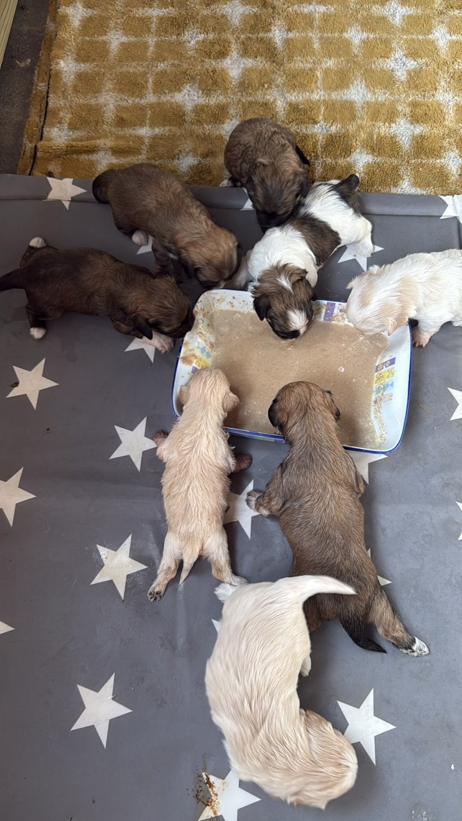 Wij zoeken een mandje, 8 tot 15 weken, Parvo, Meerdere, Meerdere dieren