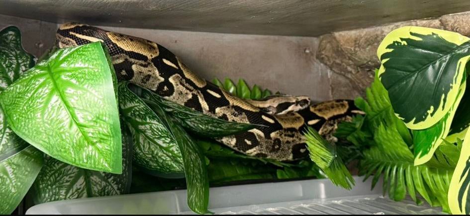 Boa constrictor Longiqauda vrouw 2023 Boa Constrictor - female for sale from De Jong