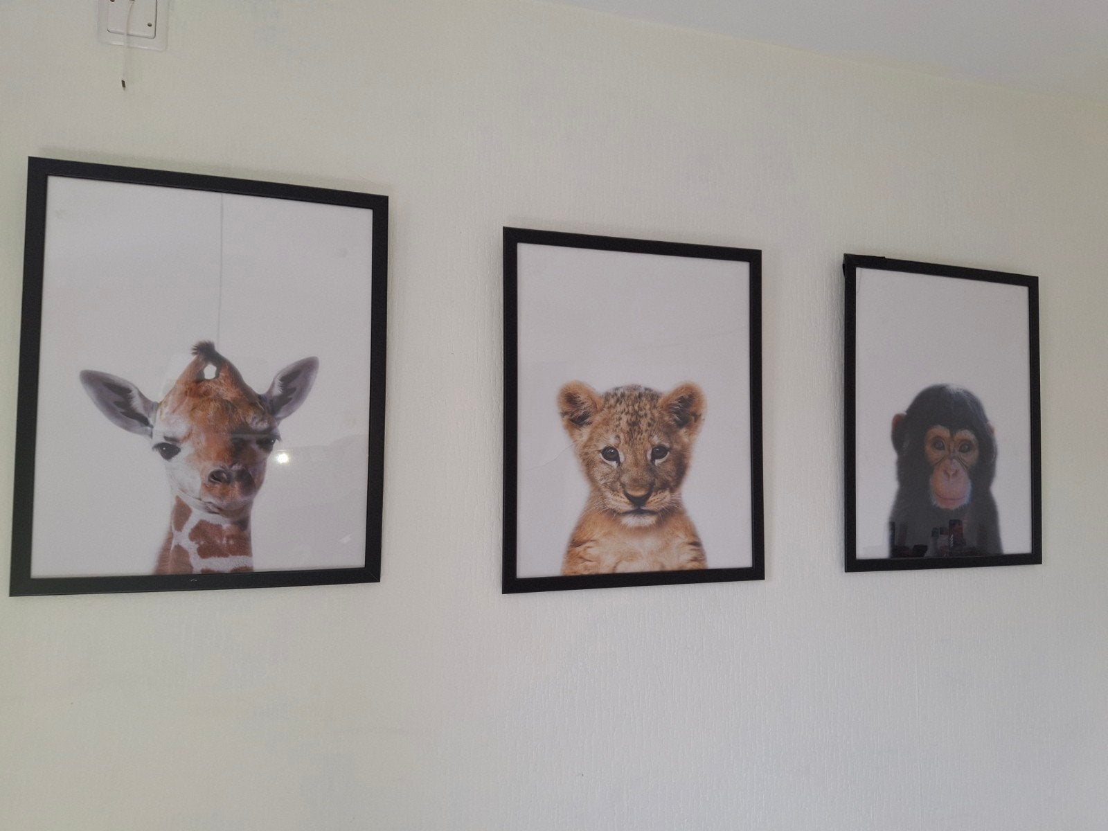 4 zwarte lijsten met 6 canvas posters van babydieren, Ophalen
