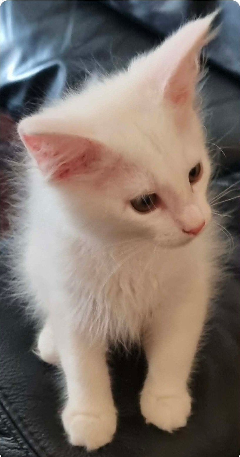 Maincoon kittens, Dieren en Toebehoren, Katten en Kittens | Raskatten | Langhaar, Meerdere dieren, Gechipt