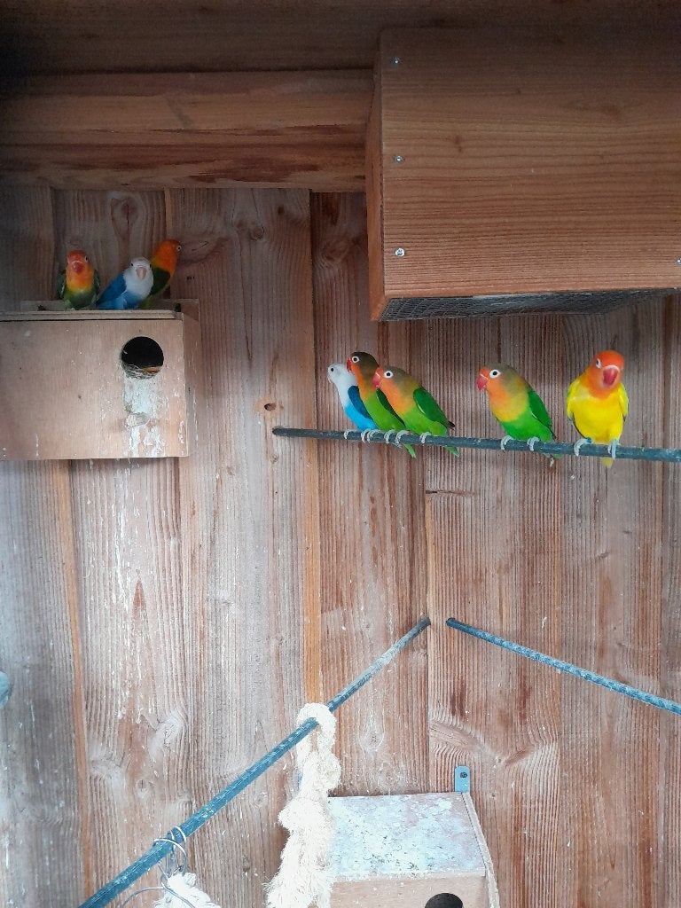 Agapornis fisherie, Meerdere dieren, Dwergpapegaai of Agapornis
