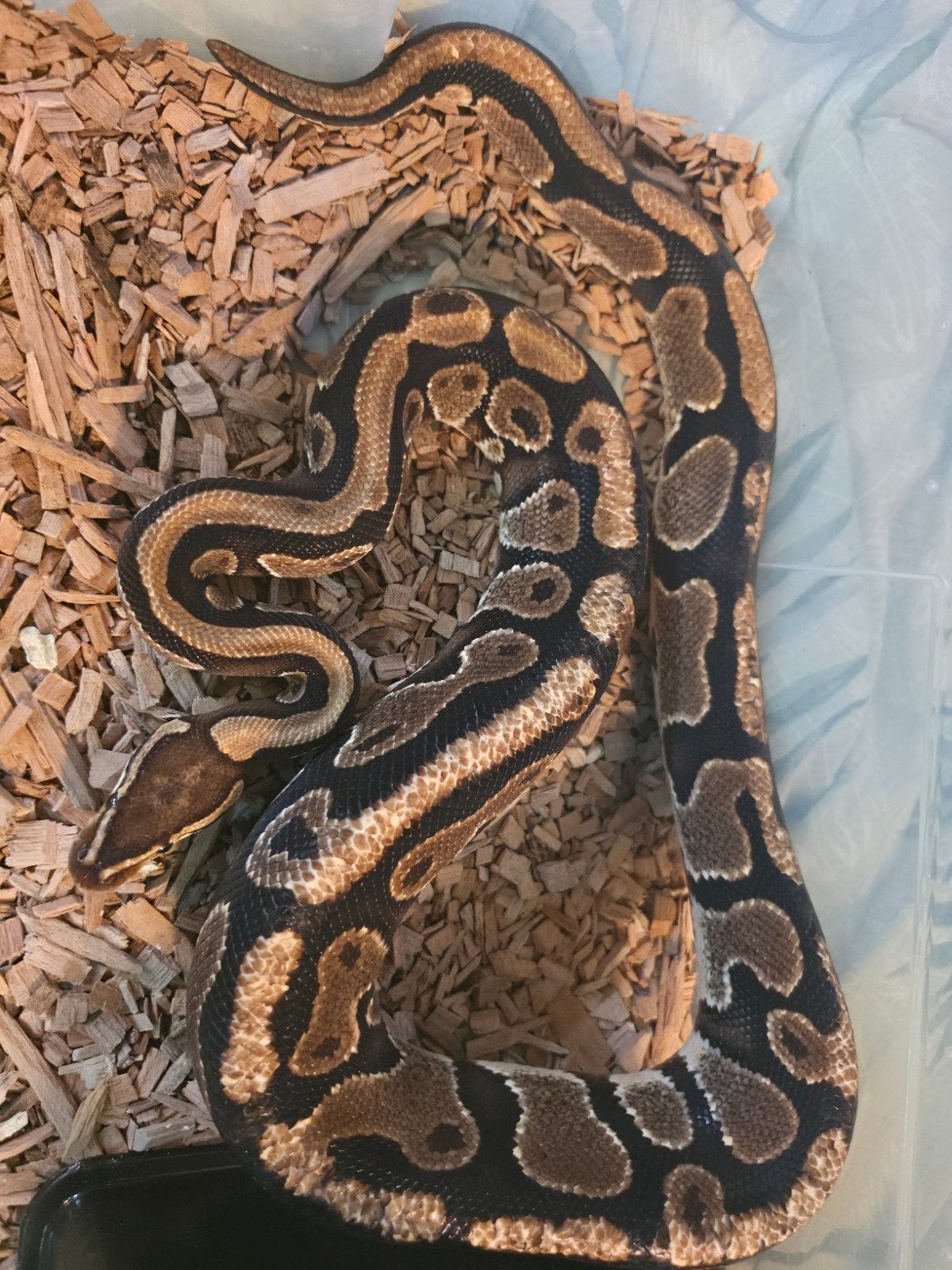 koppel konings pythons Ball Python - unknown for sale from Bryandelaat