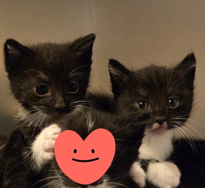 Lieve kittens zoeken gouden mandje, Meerdere dieren