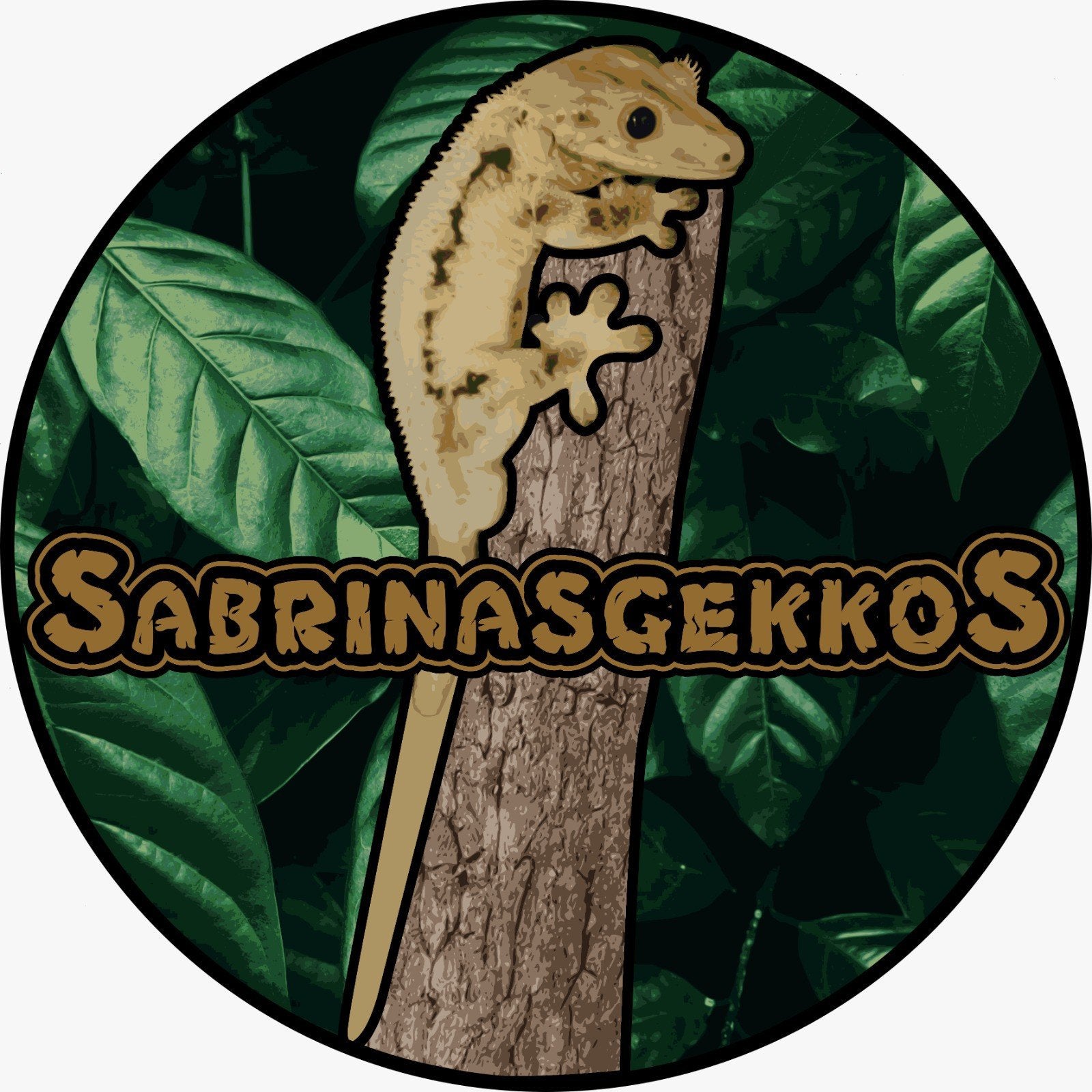 Wimpergekko man Lilly White Crested Gecko photo 8