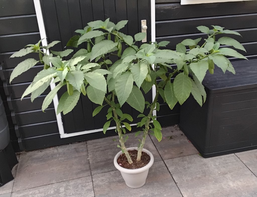 Brugmansia Wit Bloem, Volle zon, Vaste plant, Zomer, Ophalen