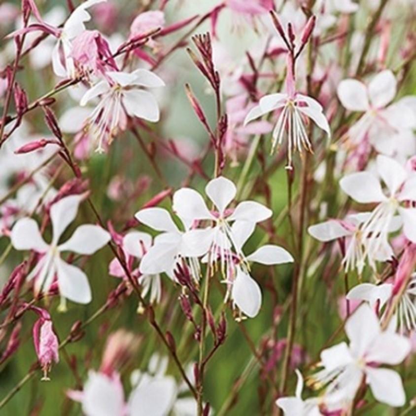 Prachtkaars  - Gaura lindheimeri The Bride, Tuin en Terras, Planten | Tuinplanten, Ophalen, Overige soorten, Volle zon