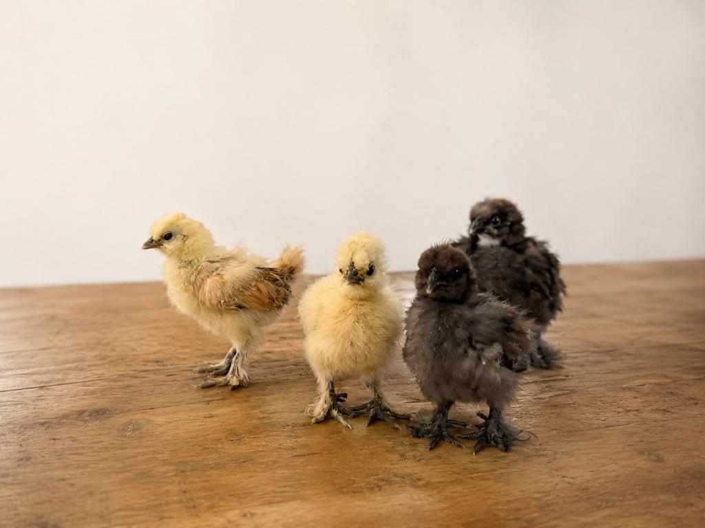 Tamme zijdehoen krielkuikens 4 weken oud ong, Dieren en Toebehoren, Pluimvee, Geslacht onbekend, Kip