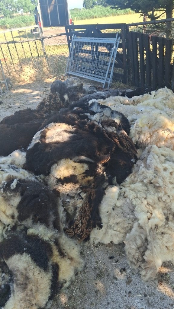 Gratis Schapenwol  vachten, Ophalen of Verzenden, Spinwol