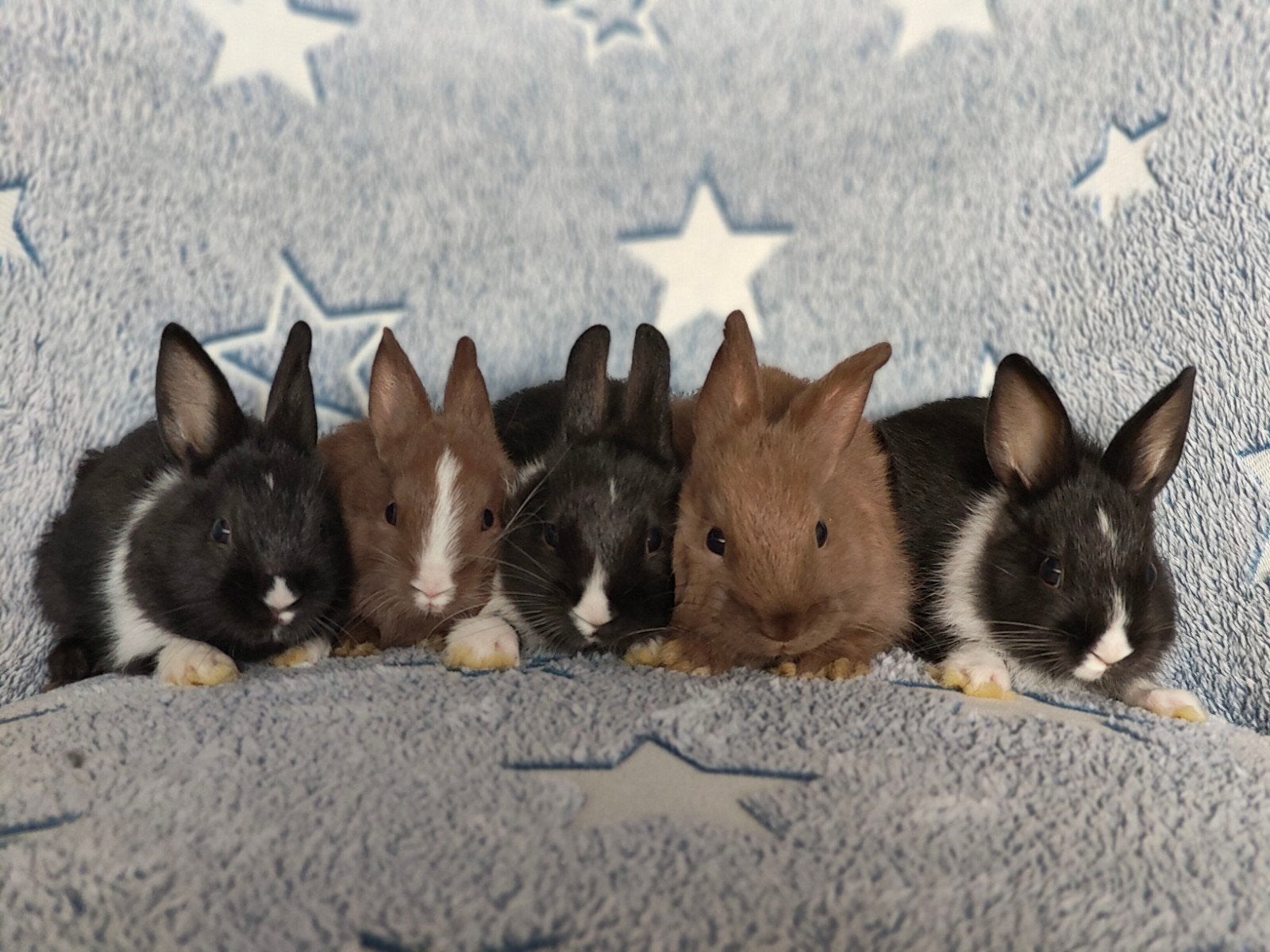 Jonge dwergkonijntjes, kleurdwerg x loffelohr, Dieren en Toebehoren, Konijnen, Meerdere dieren