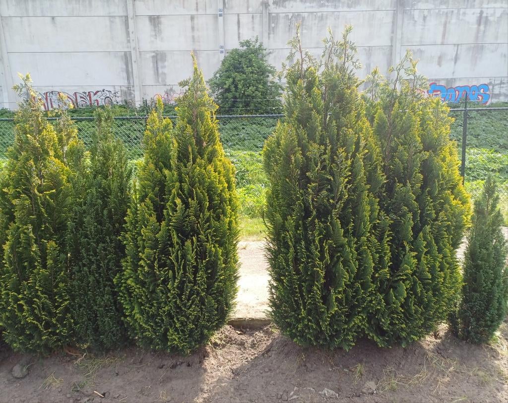 Coniferen voor tuin of haag, Volle zon, Vaste plant, Bloeit niet, Ophalen